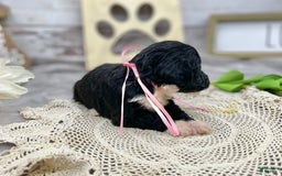Portuguese Water Dog dogs for sale: Taylor - Image 3