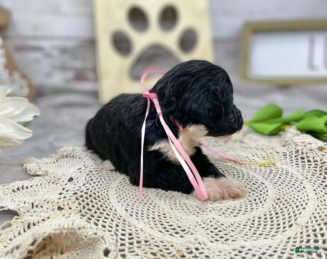 Portuguese Water Dog dogs for sale: Taylor - Image 3