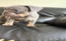 French Bulldog dogs for sale: Becky - Image 4