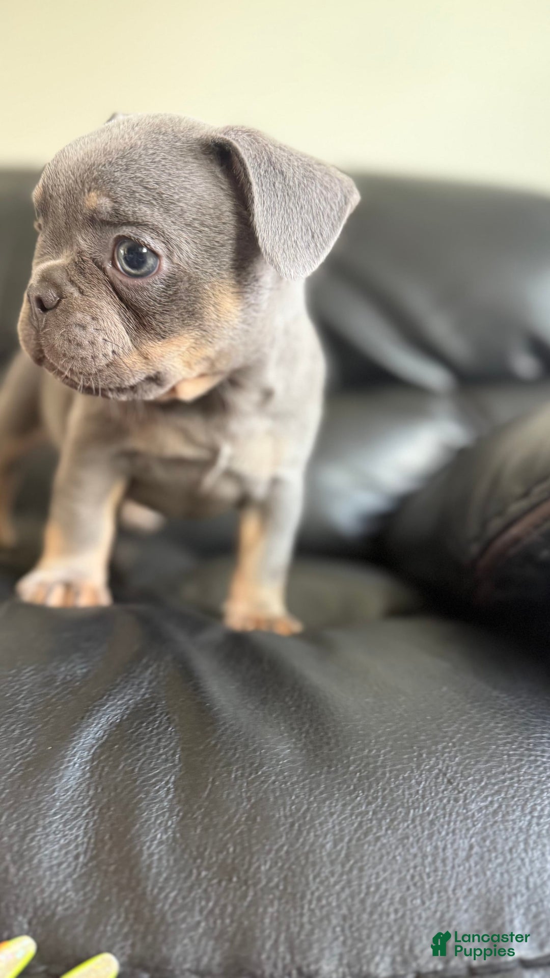 French Bulldog dogs for sale: Becky - Image 4