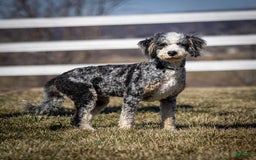 Mini Bernedoodle dogs for sale: Maya - Image 12