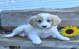 Border Collie dogs for sale: Rio - Image 3