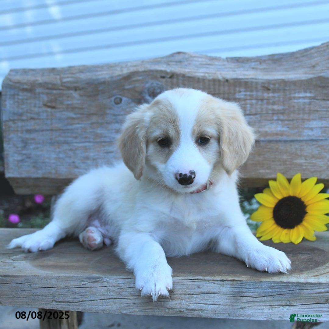 Border Collie dogs for sale: Rio - Image 3