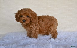 Cockapoo dogs for sale: Cockapoo 5 puppies - Image 3