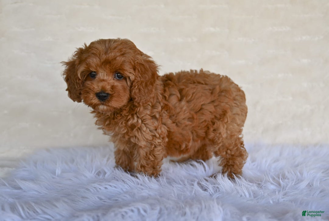 Cockapoo dogs for sale: Cockapoo 5 puppies - Image 3