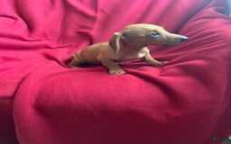 Dachshund dogs for sale: Sandy - Image 4