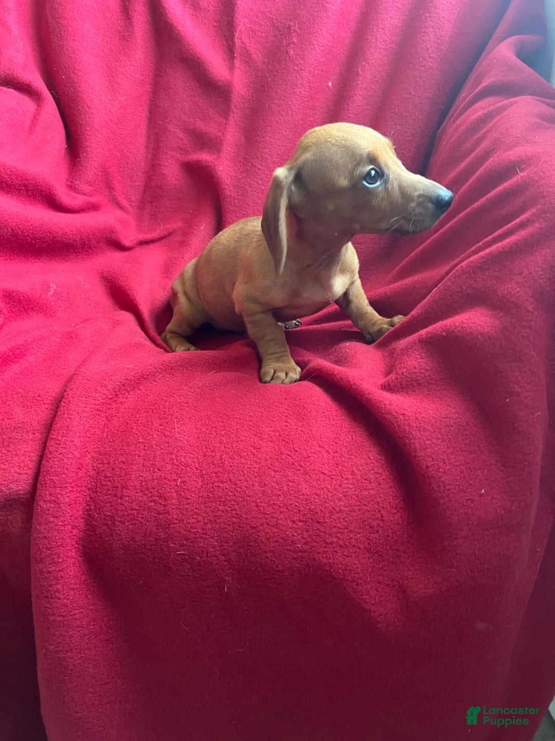 Dachshund dogs for sale: Sandy - Image 4