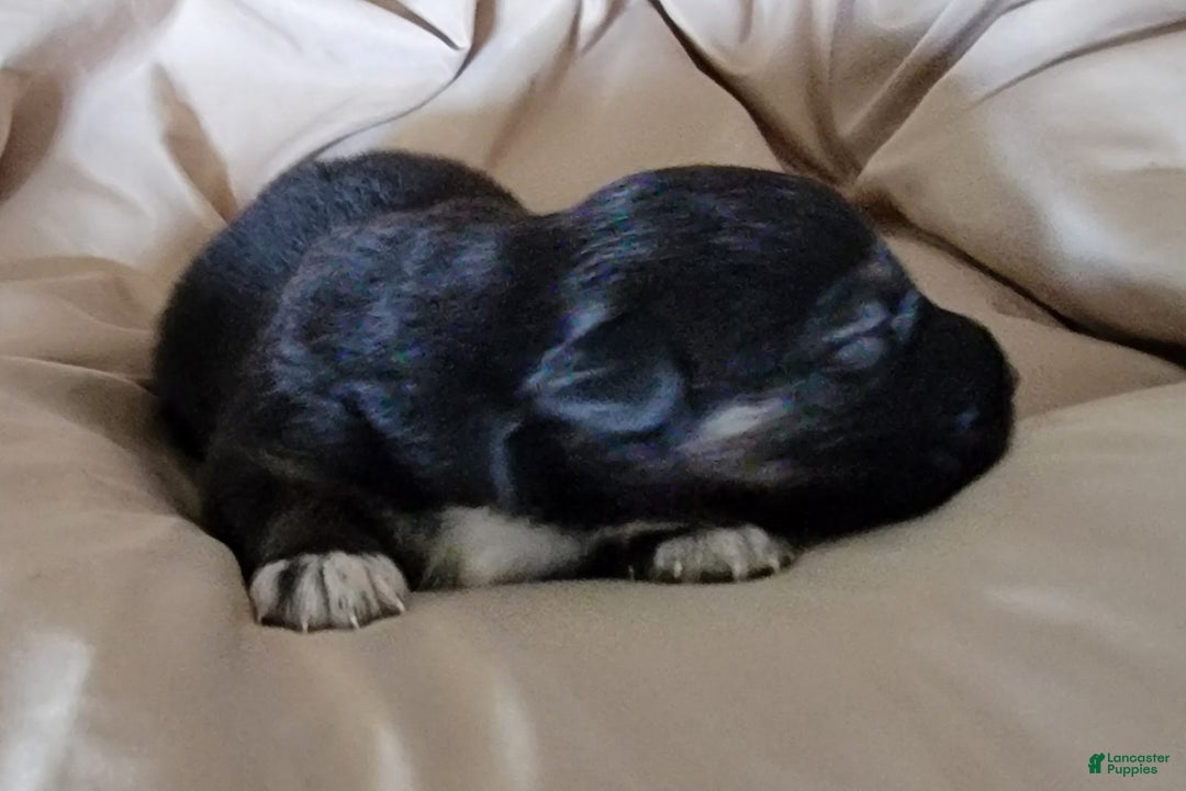 Australian Shepherd dogs for sale: Tri Black - Image 3