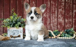 Welsh Corgi Pembroke dogs for sale: Natasha - Image 1