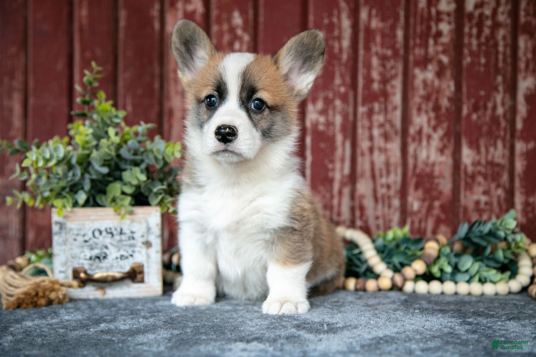 Welsh Corgi Pembroke dogs for sale: Natasha - Image 1