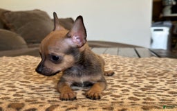 Chihuahua dogs for sale: Captain - Image 15