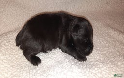 Miniature Schnauzer dogs for sale: Girl3 - Image 10