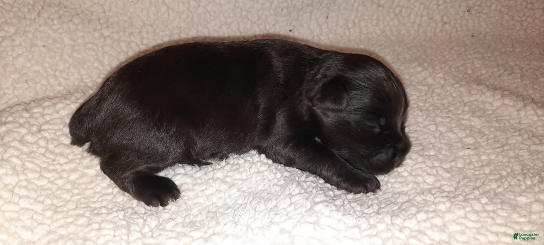 Miniature Schnauzer dogs for sale: Girl3 - Image 10