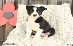 Border Collie dogs for sale: Nova - Image 4