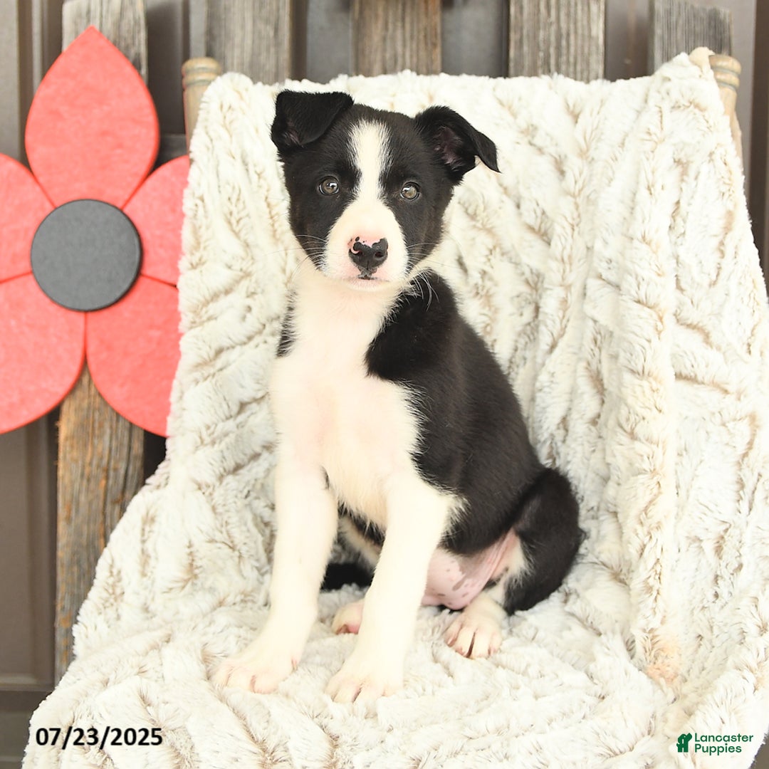 Border Collie dogs for sale: Nova - Image 4