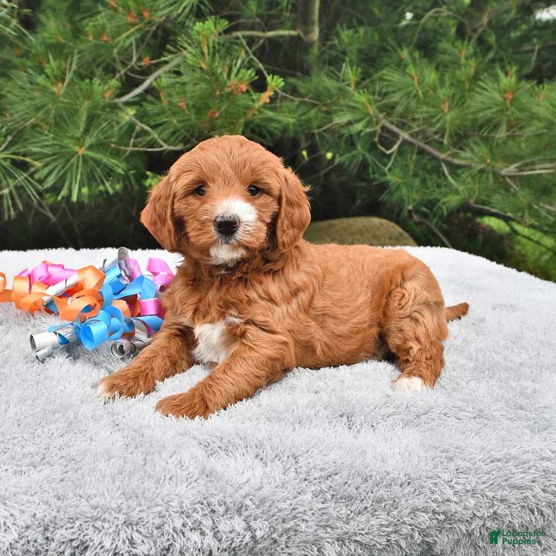 Mini Goldendoodle dogs for sale: Dixie - Image 4