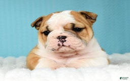 English Bulldog dogs for sale: Olive - Image 15