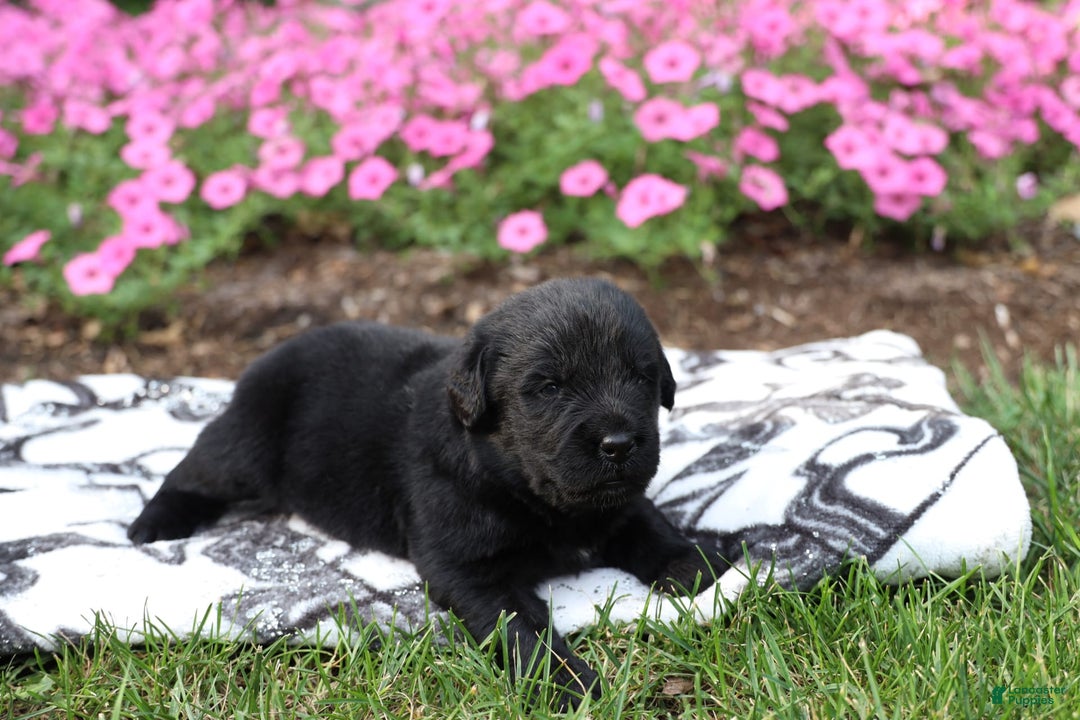 Newfoundland dogs for sale: Knight - Image 4