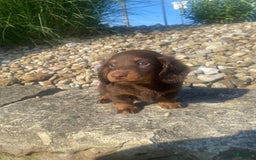 Miniature Dachshund dogs for sale: Beans - Image 7