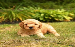 Mini Goldendoodle dogs for sale: Rex - Image 2