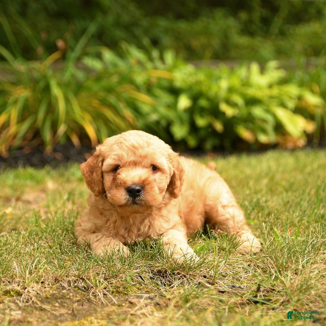 Mini Goldendoodle dogs for sale: Rex - Image 2