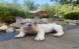 French Bulldog dogs for sale: Daisy - Image 8