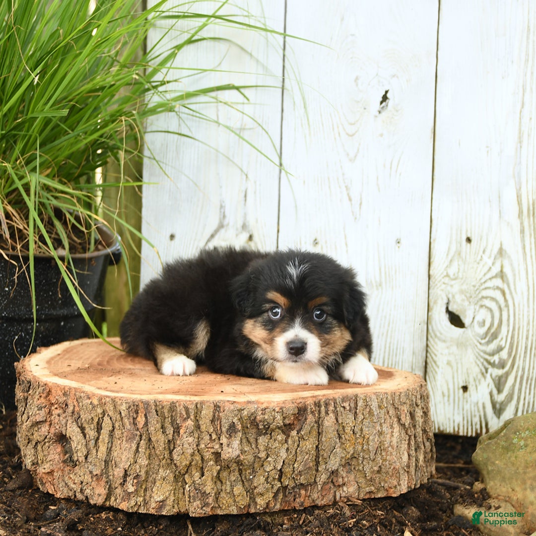 Miniature Australian Shepherd dogs for sale: Harry - Image 1