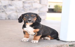 Basset Hound dogs for sale: Bentley - Image 5