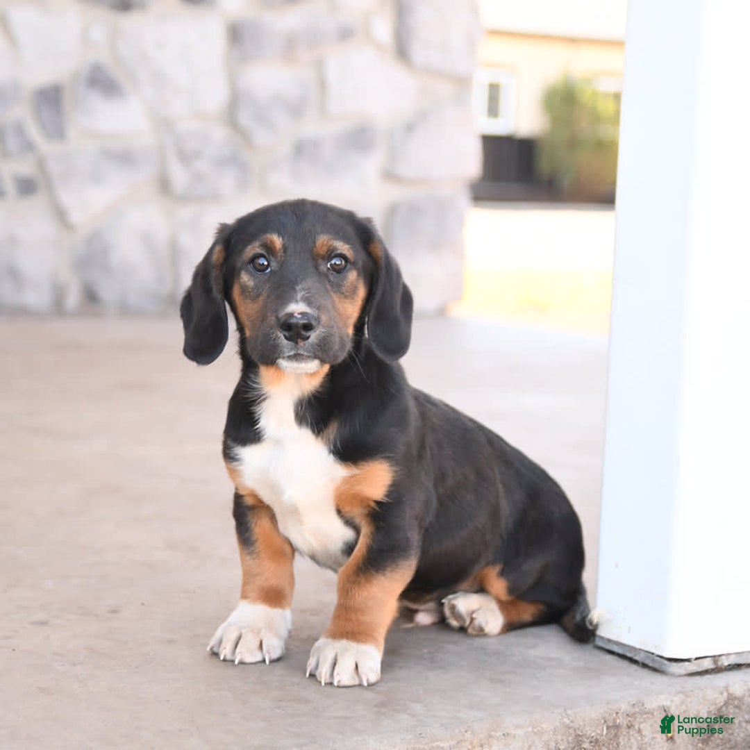 Basset Hound dogs for sale: Bentley - Image 5
