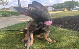 German Shepherd dogs for sale: Mochi - Image 3