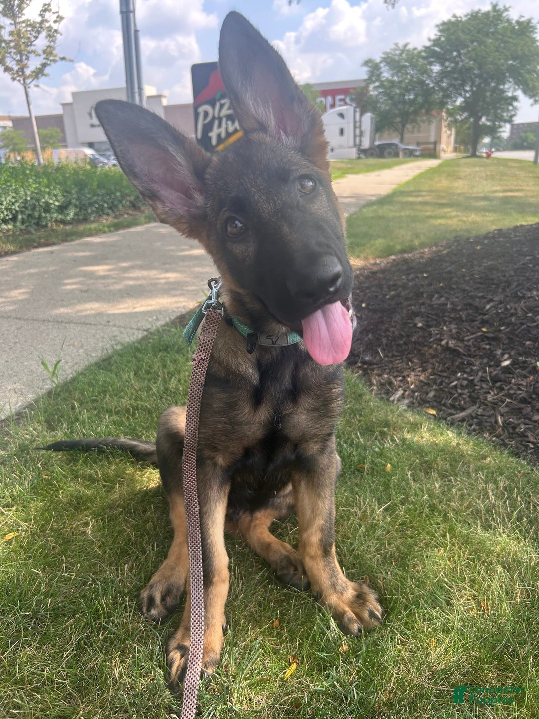 German Shepherd dogs for sale: Mochi - Image 3