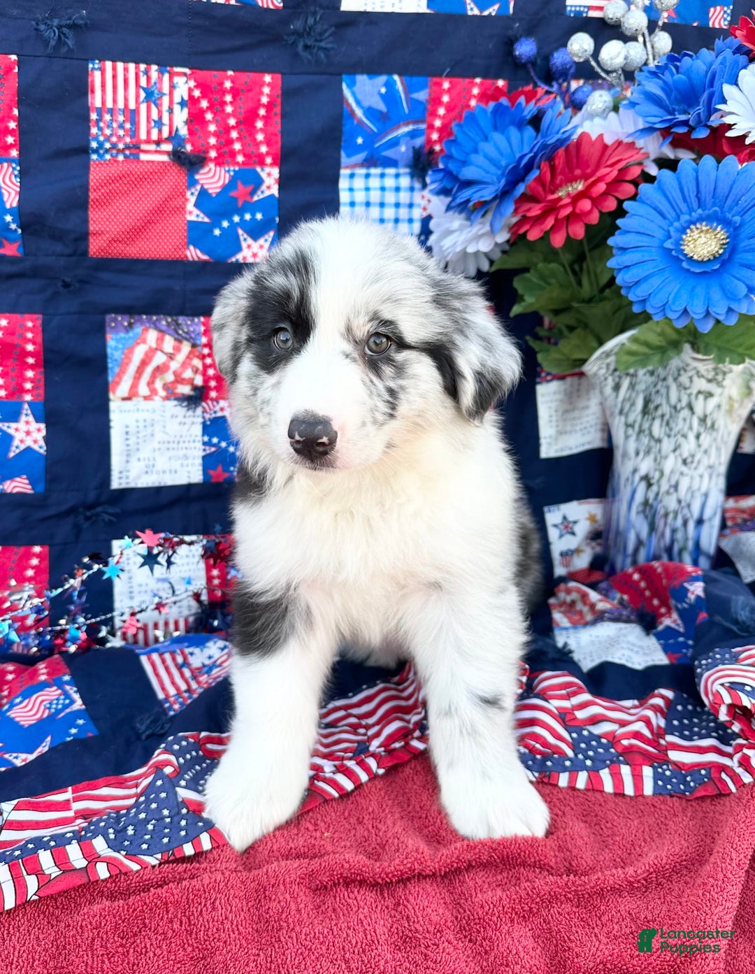 Australian Shepherd dogs for sale: Scout - Image 2