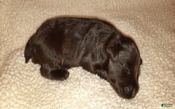 Miniature Schnauzer dogs for sale: Boy1 - Image 6
