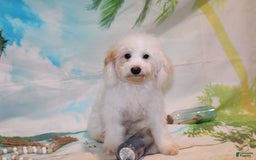 Schnoodle dogs for sale: Ranger - Image 6