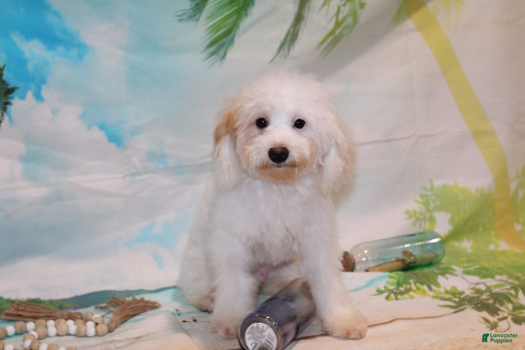 Schnoodle dogs for sale: Ranger - Image 6