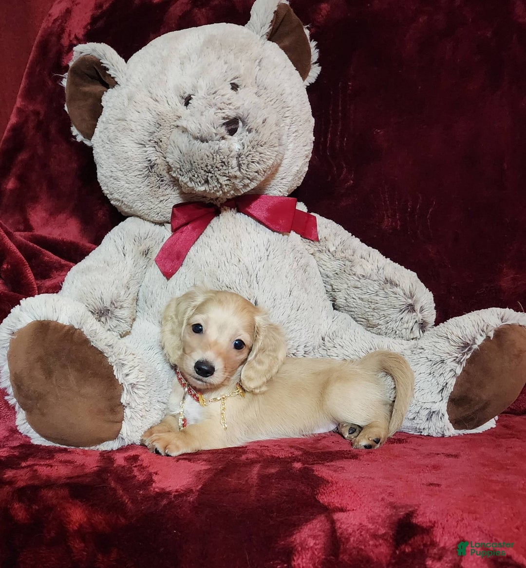 Miniature Dachshund dogs for sale: Nugget - Image 8