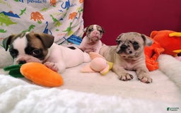 French Bulldog dogs for sale: Loki Akc - Image 12