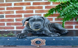 Cane Corso dogs for sale: Jasmine - Image 4