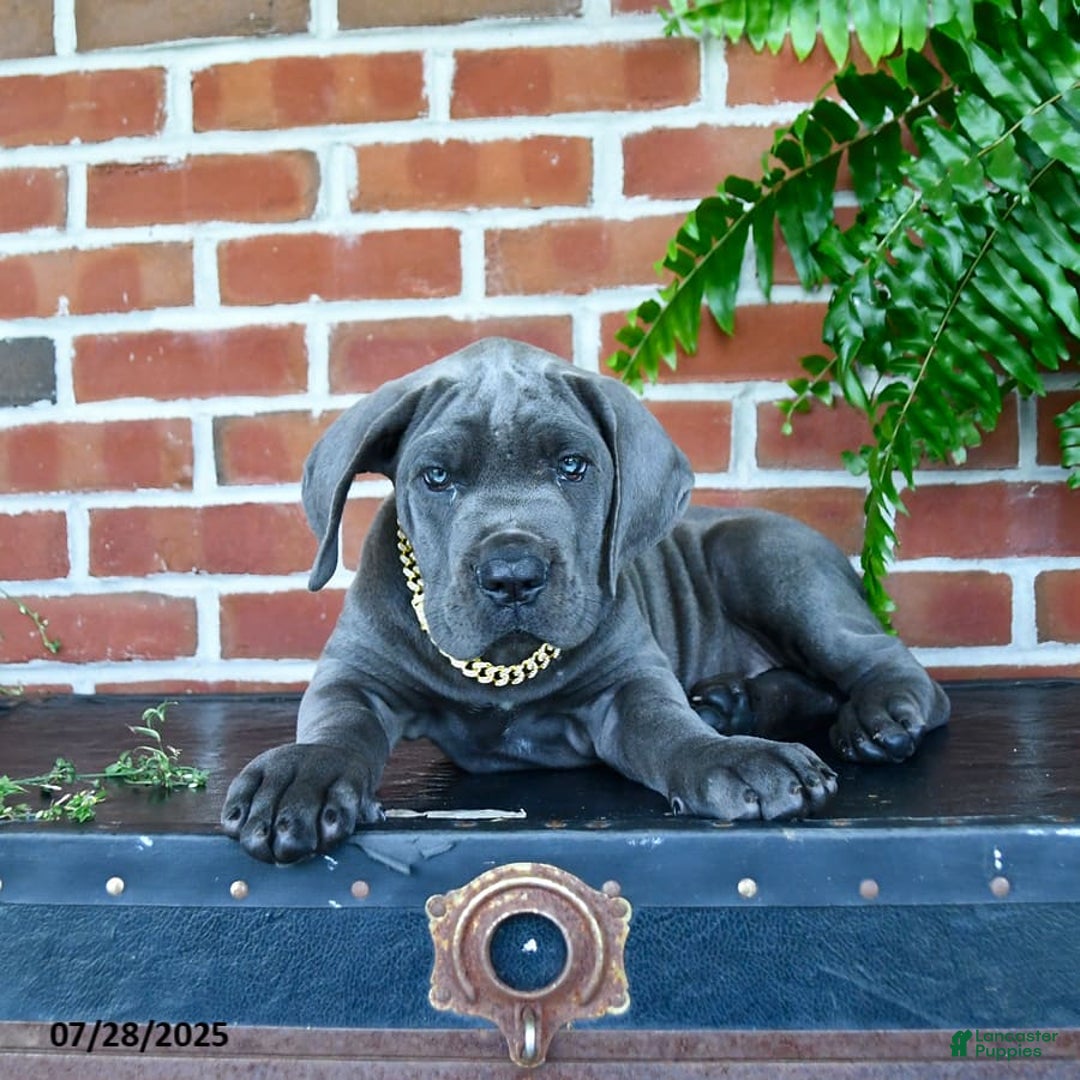 Cane Corso dogs for sale: Jasmine - Image 4