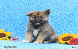 Pomsky dogs for sale: Mae - Image 4