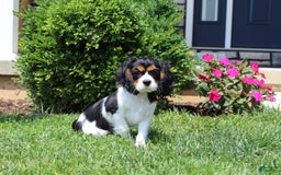 Cavalier King Charles Spaniel dogs for sale: Toby - Image 31