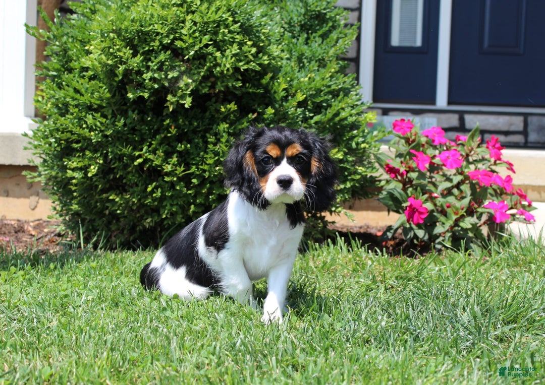 Cavalier King Charles Spaniel dogs for sale: Toby - Image 31