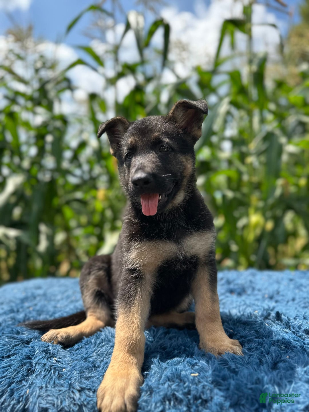 German Shepherd dogs for sale: Bruno - Image 6