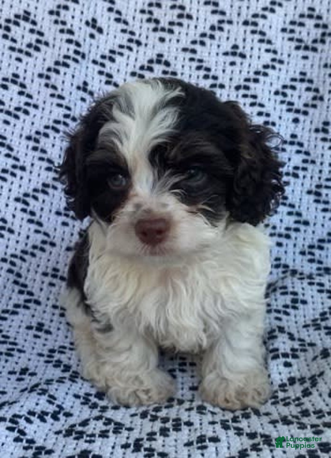 Cockapoo dogs for sale: Teddy - Image 1