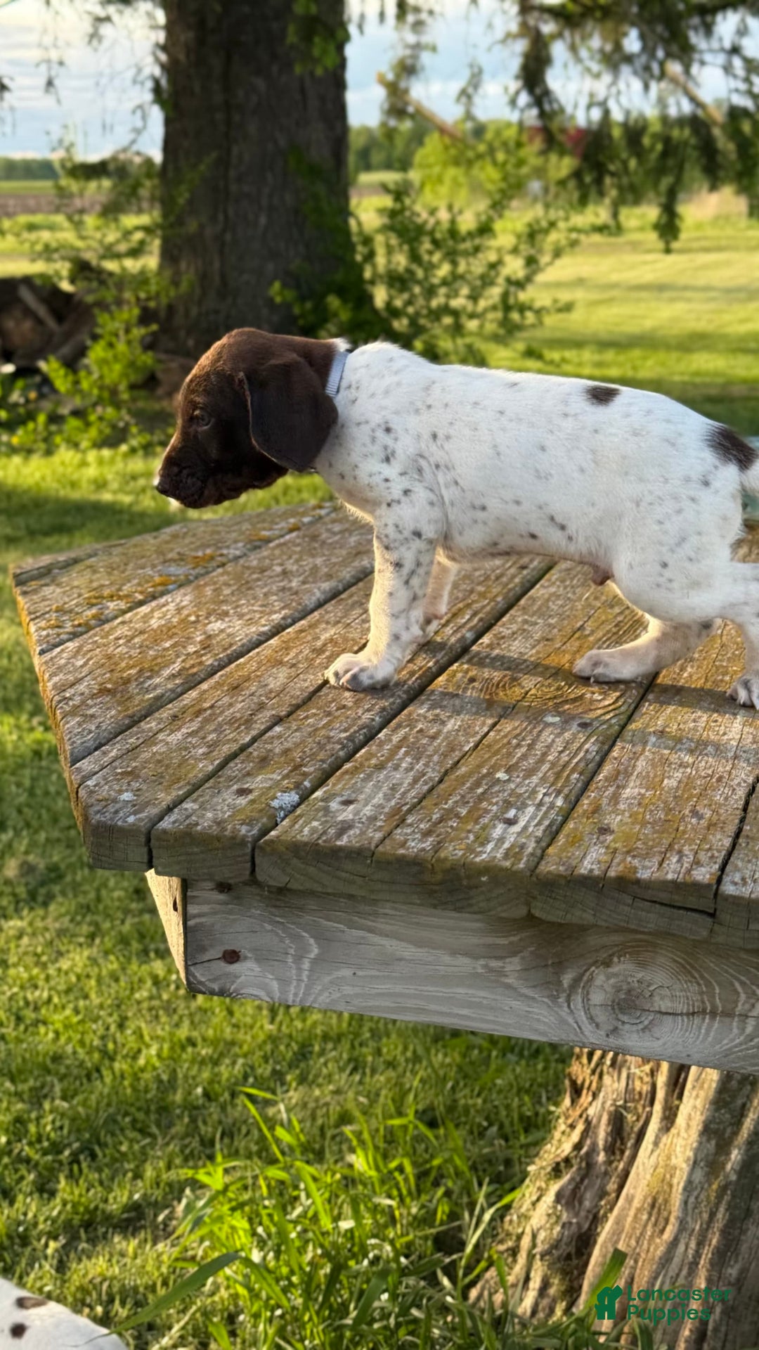 German Shorthaired Pointer dogs for sale: Ozzy - Image 3
