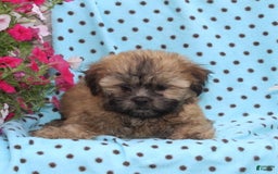 Teddy Bear dogs for sale: Dolly - Image 1