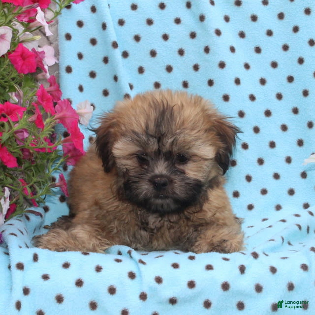 Teddy Bear dogs for sale: Dolly - Image 1