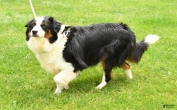 Miniature Australian Shepherd dogs for sale: Jace - Image 10
