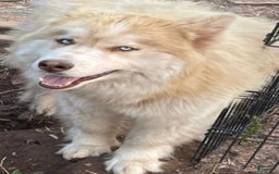 Siberian Husky dogs for sale: Toronto - Image 19