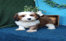 Havanese dogs for sale: Dolly - Image 7